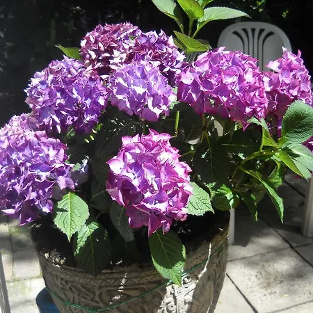 Pensionat Julia Budapest