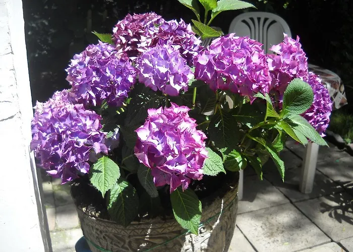 Pensiune Julia Budapesta