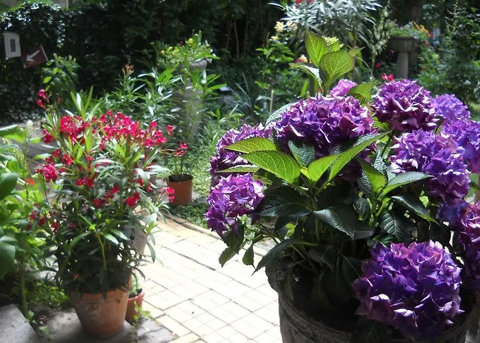 朱莉娅别墅酒店 招待所 *